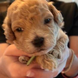 Arlo - Red  male Goldendoodle puppy in Cumberland, Rhode Island from minigoldendoodlesofRI