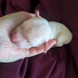 5 cream - Cream female Dachshund puppy in Central Point, Oregon from MRS Long Dog Ranch