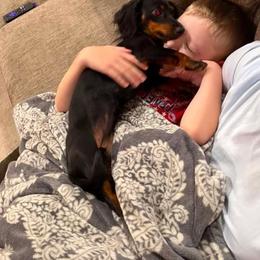 Dachshund Puppies from Champion Dachshunds
