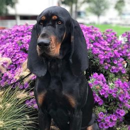 Rory  - Black and Tan Coonhound