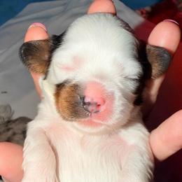 Clover - Tri-color female Cavapoo puppy in Cameron, South Carolina from Sassy Sailor & Company
