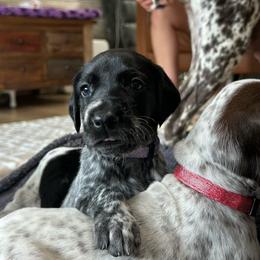 Purple Girl - Black roan female German Shorthaired Pointer puppy in Dearborn, Missouri from Hardwood Kennels