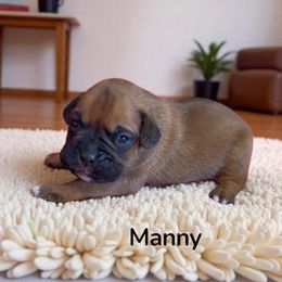 Manny (AKC) - Fawn male Boxer puppy in Galt, California from Black Dymond Boxers