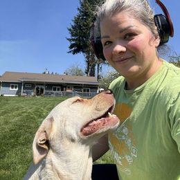 Molly - Labrador Retriever