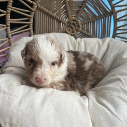 Carol - Red merle female Australian Shepherd puppy in Grants Pass, Oregon from Carmel Mountain Aussies