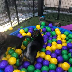 Hokkaido Puppies from Kaiju Kennels