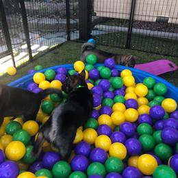 Hokkaido Puppies from Kaiju Kennels