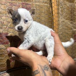 Andi - Blue female Australian Cattle Dog puppy in Timpson, Texas from Double S Kennel