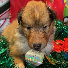 Blitzen - Sable and white female Collie puppy in Carencro, Louisiana from Cajun Bayou's Collies LLC