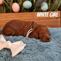 White - Red  female Goldendoodle puppy in Haughton, Louisiana from Bailey’s Cajun Canines