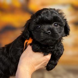Black Raspberry - Black female Russian Tsvetnaya Bolonka puppy in Philmont, New York from BlackberryBRT