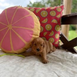 Lime Green Collar - Golden female Golden Retriever puppy in Monroe, Tennessee from Golden Girls Furever Friends