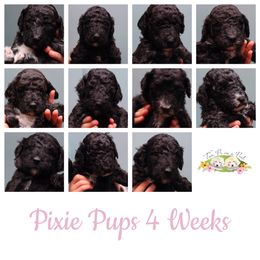 Goldendoodle Puppies from Two Ps in a Pod