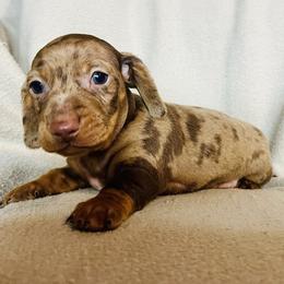 Dachshund Puppies from Mahzian Miniature Dachshunds