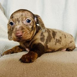Dachshund Puppies from Mahzian Miniature Dachshunds