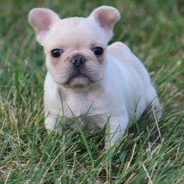 American Bulldog, French Bulldog, and Shorty Bull Puppies from Bingham's Bulldogs LLC
