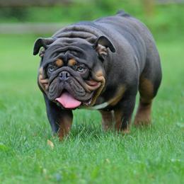 Enzo - Bulldog