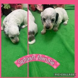 Splash - Dapple female Dachshund puppy in Elko, Nevada from Willow Creek Acres Dachshunds