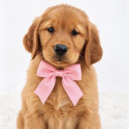 Audrey - Dark golden female Golden Retriever puppy in Elmwood Park, Illinois from Goldens&MiniAussiesWithFinesse