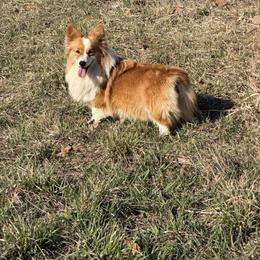 Barbie - Pembroke Welsh Corgi