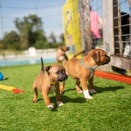 Staffordshire Bull Terrier Puppies from Vivace Staffords