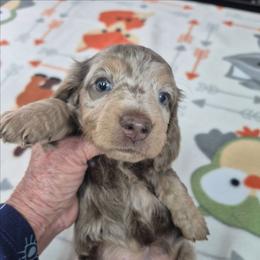 Sable - Dapple female Dachshund puppy in Randolph, Texas from Spindle's Little Treasures