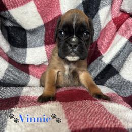 Boy 2 - Fawn male Boxer puppy in Cicero, New York from MK Boxer Haven of CNY