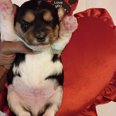 Boy 1 - Black gold and white male Shorkie puppy in Boca Raton, Florida from Tina-Marie's Pups