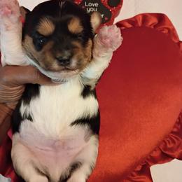 Boy 1 - Black gold and white male Shorkie puppy in Boca Raton, Florida from Tina-Marie's Pups