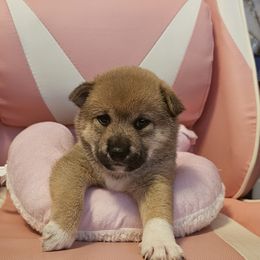 Shiba Inu Puppies from Kiara Coloma