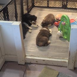 Australian Shepherd puppies from Brewedstone Australian Shepherds