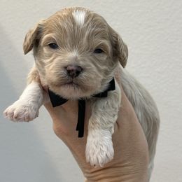 Black - Cream male Cavapoo puppy in Waskom, Texas from Pearls & Curls doodles & poodles