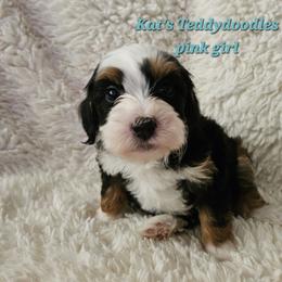 Girl 1 - Tri-color female Bernedoodle puppy in Schertz, Texas from Kat's Teddydoodles
