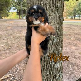 Rolex - Phantom male Bernedoodle puppy in Mount Vernon, Missouri from PoodlelyDoodlely