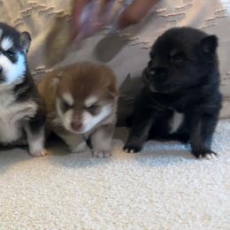 Pomsky Puppies from Pomsky Hills