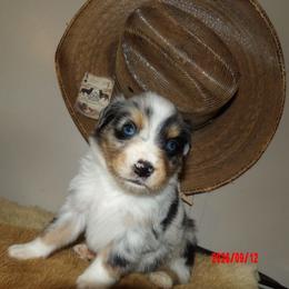 Kenny - Blue merle male Miniature Australian Shepherd puppy in Elkhart, Texas from Donaldson Dogz