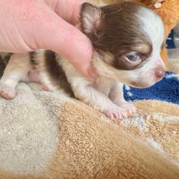 Buckeye - Chocolate and white male Chihuahua puppy in Canton, Ohio from Elysium Fields Chihuahuas