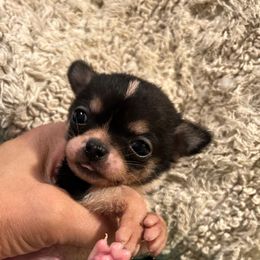 Gadget - Black and white male Chihuahua puppy in Hampton, Virginia from Chilove Chihuahuas