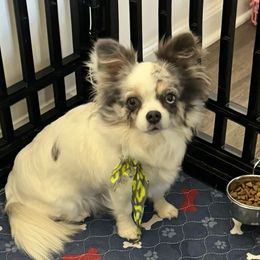 Amelia - Chihuahua