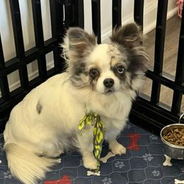 Amelia - Chihuahua