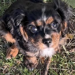 Cavalier King Charles Spaniel Puppies from Cavalier Country Farm