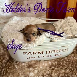 Sage - Cream female Dachshund puppy in Atwood, Oklahoma from Holder’s Doxie Farm