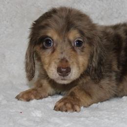 Hex - Dapple male Dachshund puppy in Powderly, Texas from Kuttin’ Up Mini Aussies