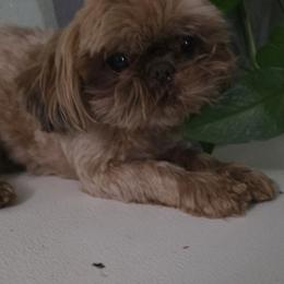 Wes - Shih Tzu
