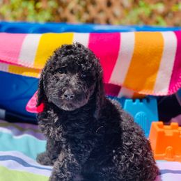 Boba - Black female Labradoodle puppy in Murray, Utah from Swann's Kennels