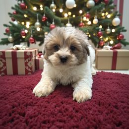 Comet - Black and tan brindle male Havapoo puppy in Bowling Green, Kentucky from Denise Clark