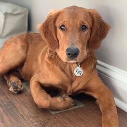 Golden Retrievers from Red Storm Golden Retrievers