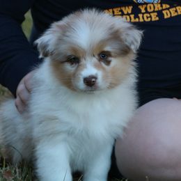 Star - Australian Shepherd puppy from Silverbrook Australian Shepherds