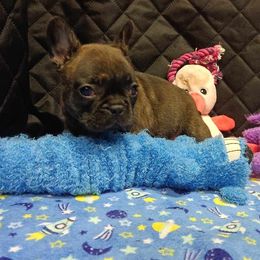 Bichon Frises and French Bulldogs from Michael & Nataliya's Pups
