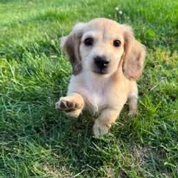 Dachshund Puppies from SWEET HONEY MINI DOXXIES
